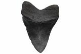 Serrated, Fossil Megalodon Tooth - South Carolina #236072-1